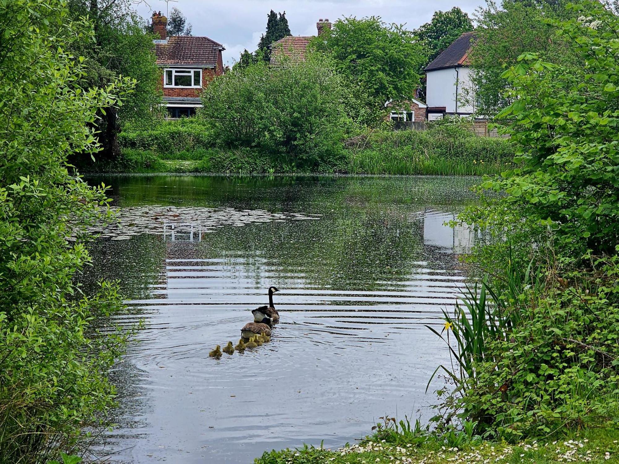 English Farmhouse Cottage Guildford Bagian luar foto